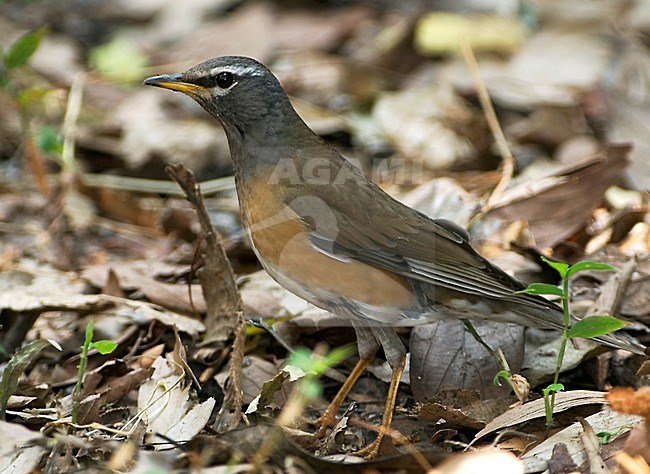 Vale Lijster, Eyebrowed Thrush, Turdus obscurus stock-image by Agami/Alex Vargas,