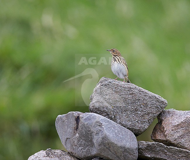 Autumn plumaged Tree Pipit (Eurasian Tree Pipit) in England. stock-image by Agami/Michael McKee,