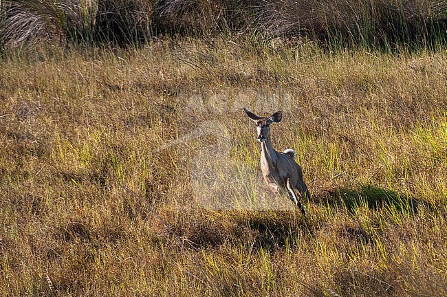 Aerial view of female greater kudu, Tragelaphus strepsiceros, running. Okavango Delta, Botswana. stock-image by Agami/Sergio Pitamitz,