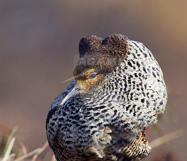 Kemphaan, Ruff, Philomachus pugnax stock-image by Agami/Jari Peltomäki,