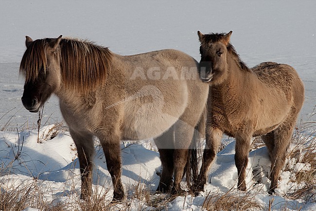 Semi-feral Konik horses on Lentevreugd near Wassenaar in the Netherlands during a cold winter. Mother and her calf. stock-image by Agami/Arnold Meijer,