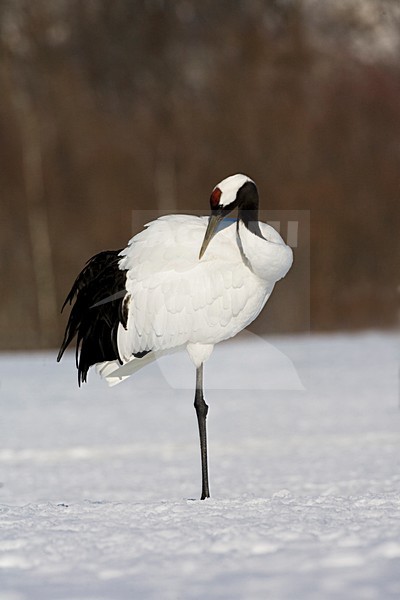 Chinese Kraanvogel volwassen veren poetsend; Red-crowned Crane adult preening stock-image by Agami/Marc Guyt,