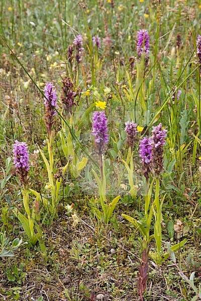 Rietorchis; Southern Marsh-orchid stock-image by Agami/Arnold Meijer,
