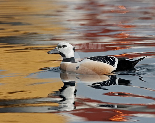 Stellers Eider; Steller's Eider; Polysticta stelleri stock-image by Agami/Jari Peltomäki,