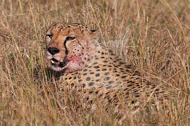 Portrait of a cheetah, Acinonyx jubatus, with blood on its face after eating. Masai Mara National Reserve, Kenya. stock-image by Agami/Sergio Pitamitz,