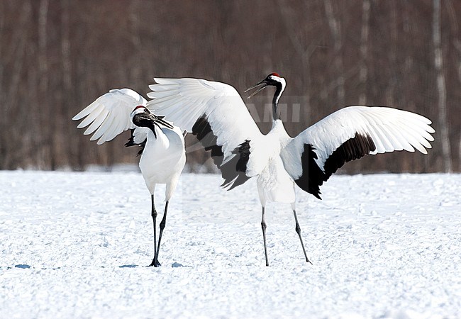 Red-crowned Crane (Grus japonensis) in the snow at Hokkaido (Japan) stock-image by Agami/Roy de Haas,