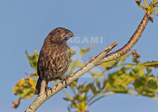 Large ground finch (Geospiza magnirostris) on the Galapagos Islands, part of the Republic of Ecuador. stock-image by Agami/Pete Morris,