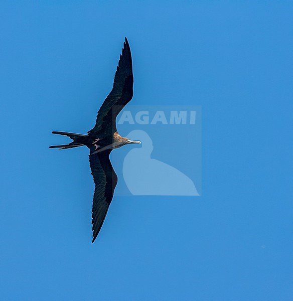 Ascension frigatebird (Fregata aquila) in flight over Ascension island. stock-image by Agami/Marc Guyt,