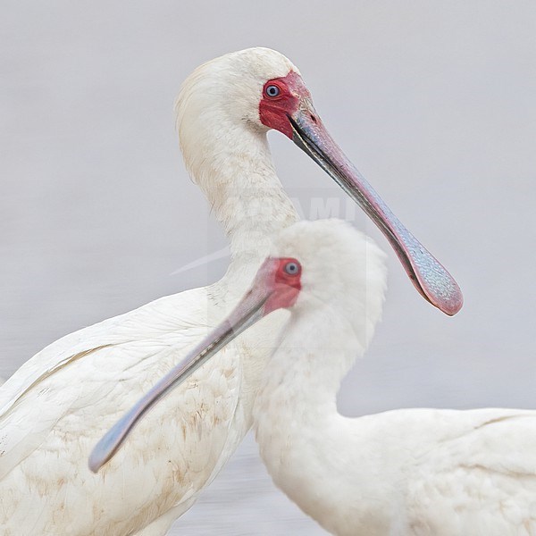 African spoonbill (Platalea alba) perched close-up in Tanzania. stock-image by Agami/Dubi Shapiro,