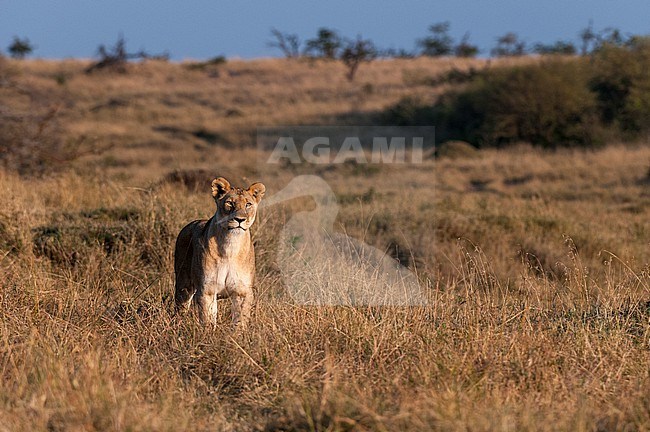 Portrait of an alert lioness, Panthera leo, in a savanna. Masai Mara National Reserve, Kenya. stock-image by Agami/Sergio Pitamitz,