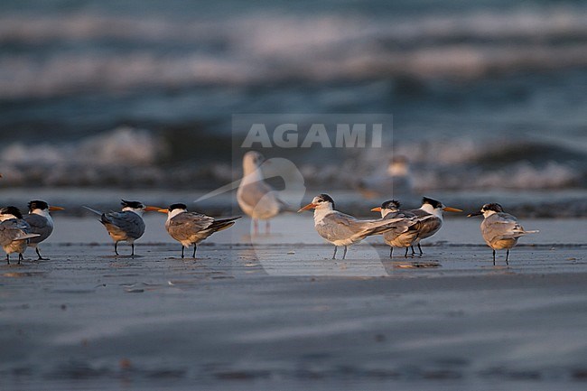 Lessser Crested Tern - Rüppellseeschwalbe - Thalasseus bengalensis ssp. bengalensis, Oman stock-image by Agami/Ralph Martin,