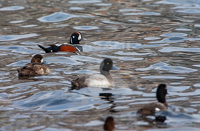 Harlequin Duck (Histrionicus histrionicus) along the coast of Hokkaido in Japan. Male swimming with several Greater Scaups in foreground. stock-image by Agami/Marc Guyt,