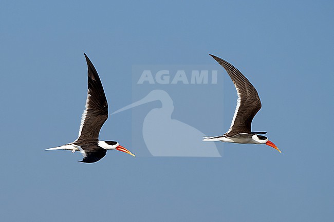 Indian Skimmer, Rynchops albicollis, in India. stock-image by Agami/Dani Lopez-Velasco,