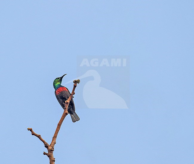 Hofmann's Sunbird  (Cinnyris shelleyi hofmanni) perched in a tree in Tanzania. Lumped with Shelley's Sunbird. stock-image by Agami/Pete Morris,