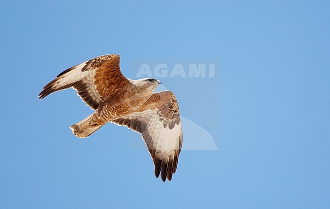 Steppebuizerd in de vlucht; Steppe Buzzard in flight stock-image by Agami/Markus Varesvuo,