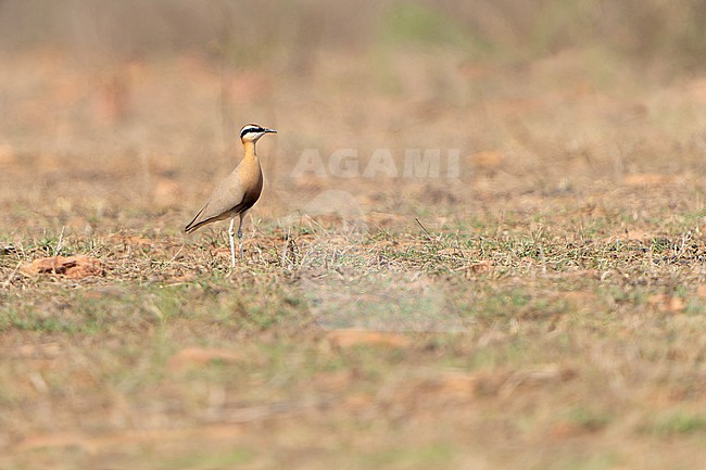 Indian Courser, Cursorius coromandelicus, in India. stock-image by Agami/Dani Lopez-Velasco,
