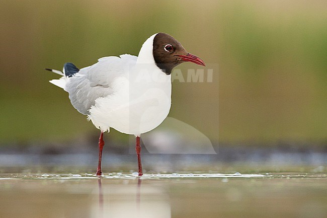 Kokmeeuw staand in water; Common Black-headed Gull standing in water stock-image by Agami/Marc Guyt,