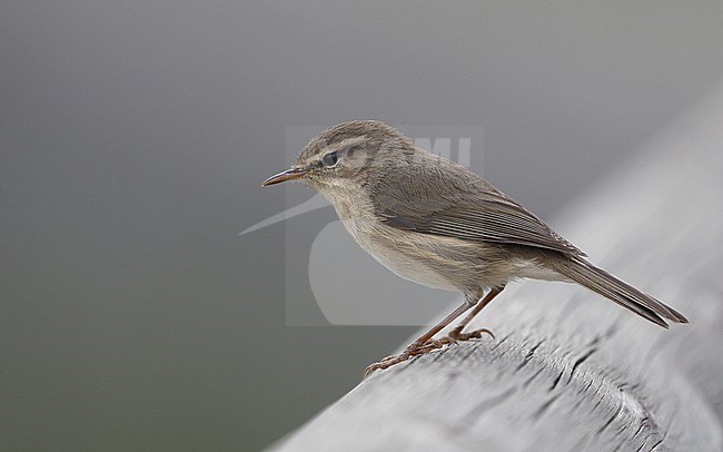 Canary Islands Chiffchaff (Phylloscopus canariensis canariensis) perched on a wooden fence at Tenerife, Canary Islands, Spain stock-image by Agami/Helge Sorensen,