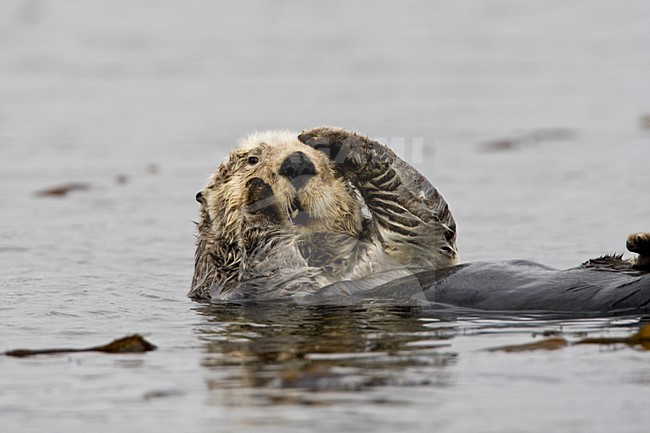 Zeeotterdrijvend in kelp Californie USA, Sea Otter floating in kelp California USA stock-image by Agami/Wil Leurs,