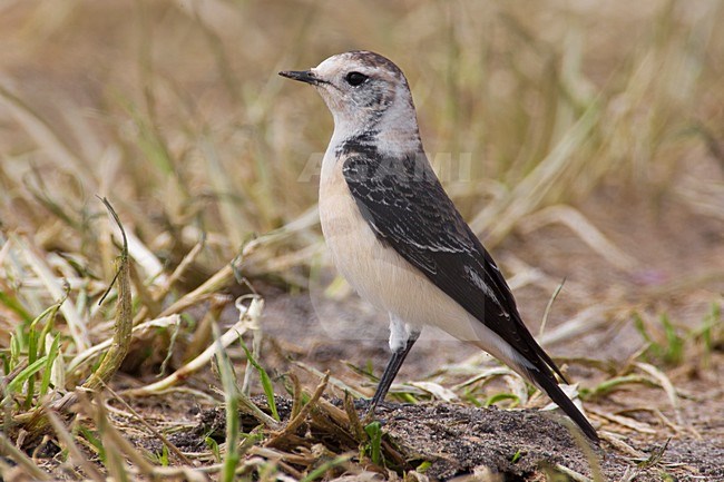 'vittata' Bonte Tapuit, 'vittata' Pied Wheatear stock-image by Agami/Daniele Occhiato,
