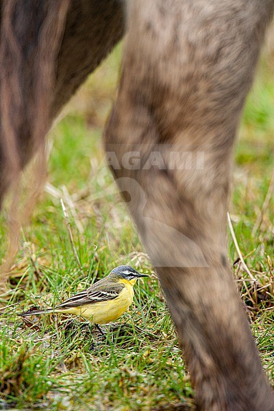 Gele Kwikstaart, Blue-headed Wagtail, Motacilla flava flava, male in field foraging among cattle stock-image by Agami/Menno van Duijn,