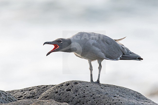 Lava gull (Leucophaeus fuliginosus) on the Galapagos Islands, part of the Republic of Ecuador. stock-image by Agami/Pete Morris,