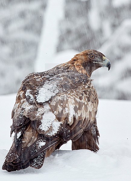 Golden Eagle (Aquila chrysaetus) Kuusamo Finland. stock-image by Agami/Markus Varesvuo,