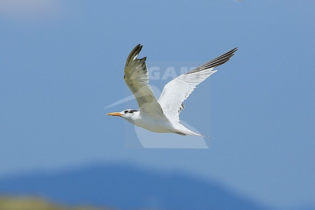 Second-summer African Royal Tern (Thalasseus maximus albididorsalis) during mid June at a tern colony near Hyères in France. Bird in flight, showing under and upper wing. stock-image by Agami/Aurélien Audevard,