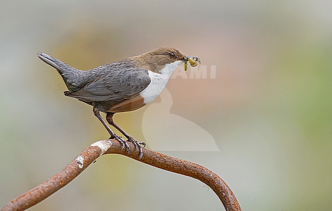 White-throated Dipper, Waterspreeuw stock-image by Agami/Alain Ghignone,