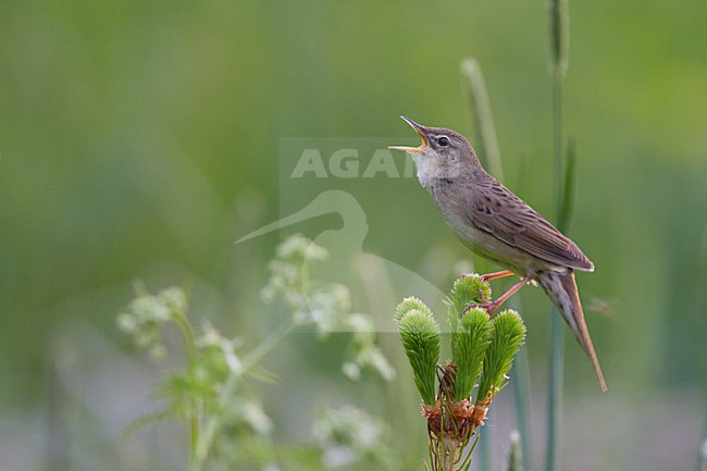 Zingende Sprinkhaanzanger; Singing Common Grasshopper Warbler stock-image by Agami/Markus Varesvuo,