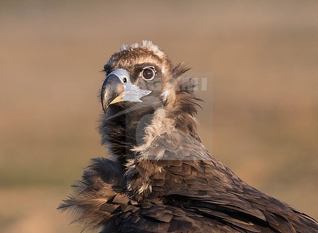  stock-image by Agami/Marc Guyt,