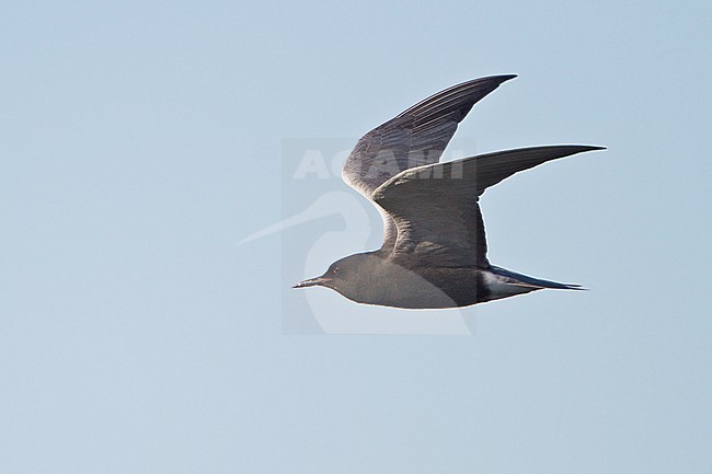 American Black Tern  flying over a pond in Manitoba, Canada. stock-image by Agami/Glenn Bartley,