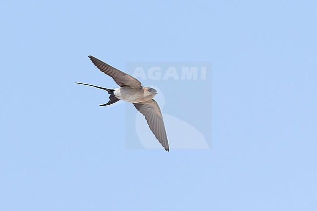 European Red-rumped Swallow (Cecropis rufula) in flight. stock-image by Agami/David Monticelli,