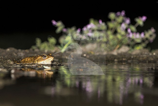 Common Toad, Gewone Pad stock-image by Agami/Alain Ghignone,