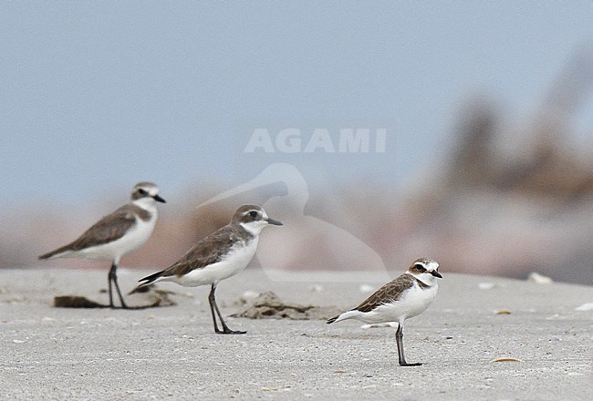 Lesser Sand Plover (Charadrius mongolus atrifrons/schaeferi) together with two Greater Sand Plover(Charadrius leschenaultii leschenaultii) wintering near Pak Thale in Thailand. Standing on the beach. stock-image by Agami/Laurens Steijn,