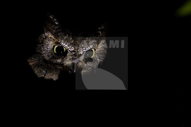 Eurasian Scops-Owl - Zwergohreule - Otus scops scops, France (Corsica), adult stock-image by Agami/Ralph Martin,
