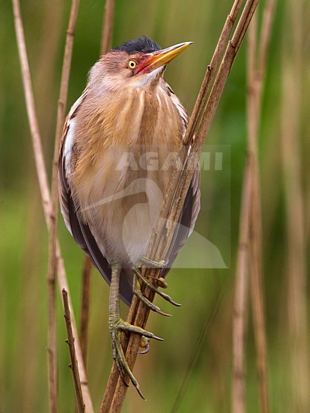 Tarabusino; Little Bittern; Ixobrychus minutus stock-image by Agami/Daniele Occhiato,