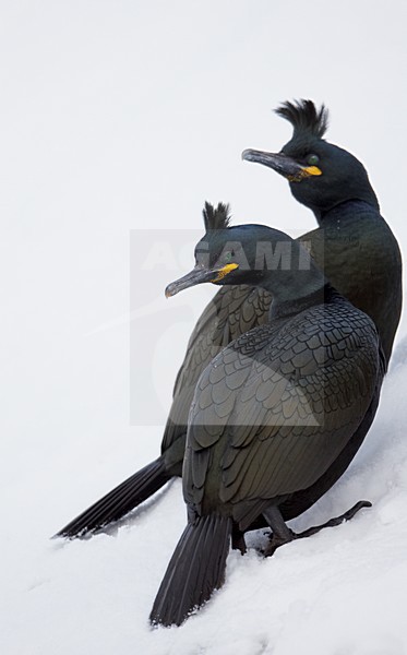 Volwassen Kuifaalscholver in de sneeuw; Adult European Shag in snow stock-image by Agami/Markus Varesvuo,
