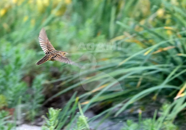 Lanceolated Warbler (Locustella lanceolata) during autumn migration in Mongolia. stock-image by Agami/Dani Lopez-Velasco,