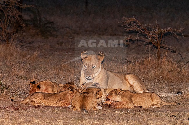 A lioness, Panthera leo, watching her cubs feast on a carcass. Masai Mara National Reserve, Kenya. stock-image by Agami/Sergio Pitamitz,