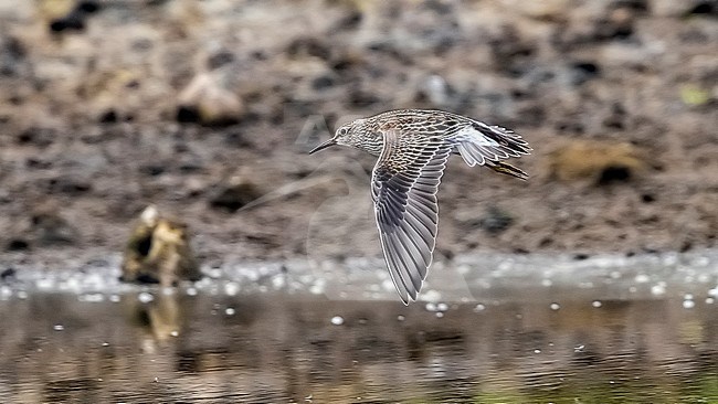 Juvenile Pectoral Sandpiper (Calidris melanotos) flying in Cabo da Praia quarry, Cabo da Praia, Terceira, Azores, Portugal. stock-image by Agami/Vincent Legrand,