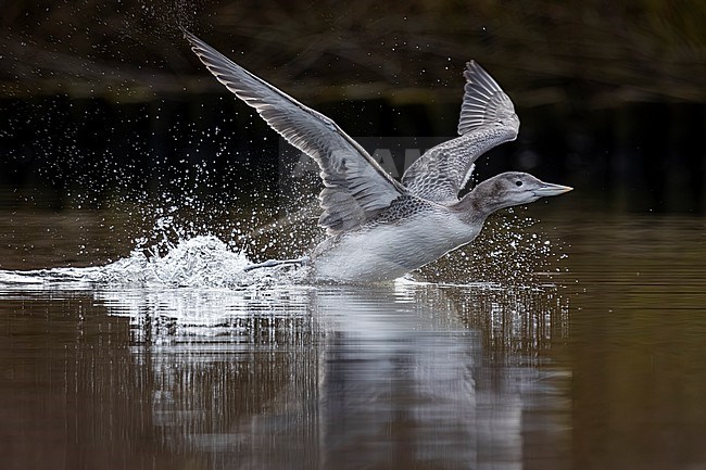 Juvenile  yellow-billed loon (Gavia adamsii) swimming in a canal in Noord Holland, the Netherlands. stock-image by Agami/Vincent Legrand,