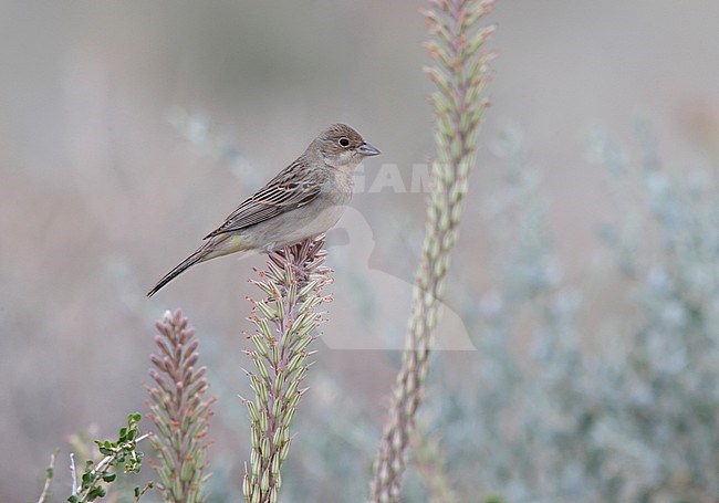 Vrouwtje Bruinkopgors, Female Red-headed Bunting stock-image by Agami/Mike Danzenbaker,