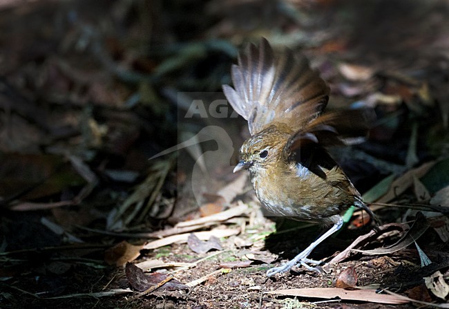 Caldasmierpitta, Brown-banded Antpitta, Grallaria milleri stock-image by Agami/Marc Guyt,