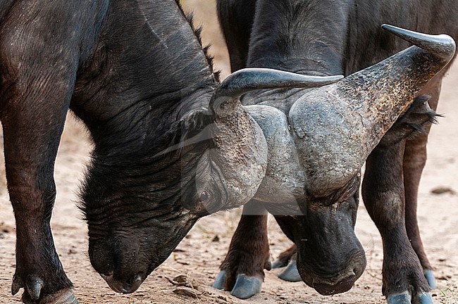 Two African buffalo, Syncerus caffer, sparring. Mala Mala Game Reserve, South Africa. stock-image by Agami/Sergio Pitamitz,