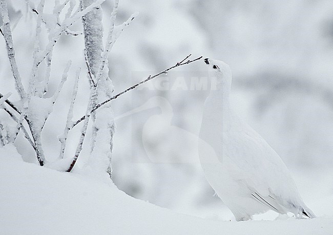 Willow Grouse (Lagopus lagopus) Inari Kiilopää Finland November 2019 stock-image by Agami/Markus Varesvuo,