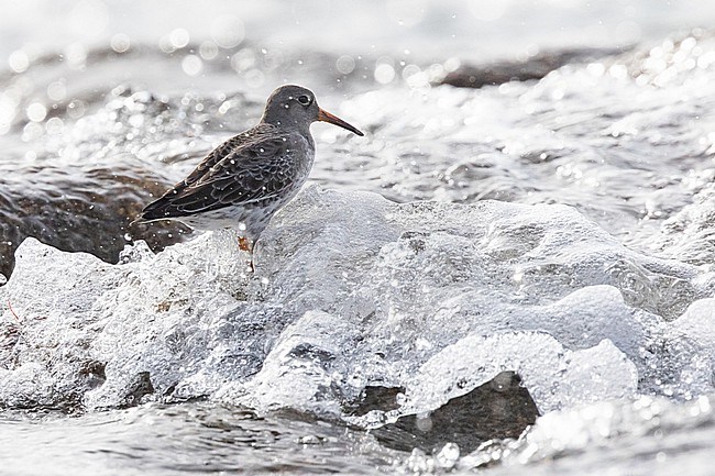 Purple sandpiper (Calidris maritima) walking among the waves and splashes and the rocks, with waves as background, in Brittany, France. stock-image by Agami/Sylvain Reyt,