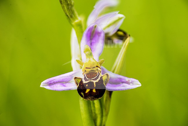 Bijen orchis, Bee Orchid, Ophrys apifera stock-image by Agami/Rob Riemer,