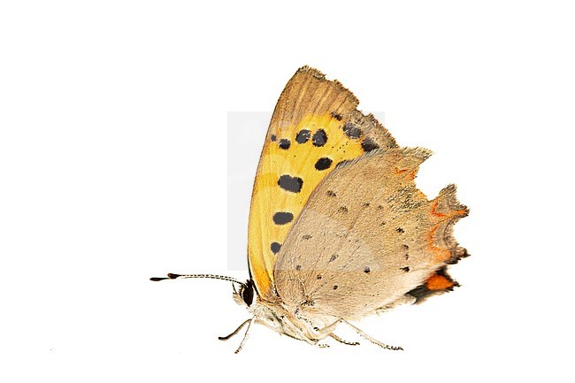 Small Copper, Lycaena phlaeas stock-image by Agami/Wil Leurs,