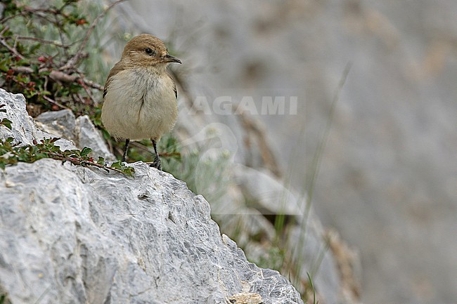 Ground Tit (Pseudopodoces humilis) on Tibetan plateau, Qinghai, China. Also known as Tibetan ground-tit or Hume's ground-tit. stock-image by Agami/James Eaton,
